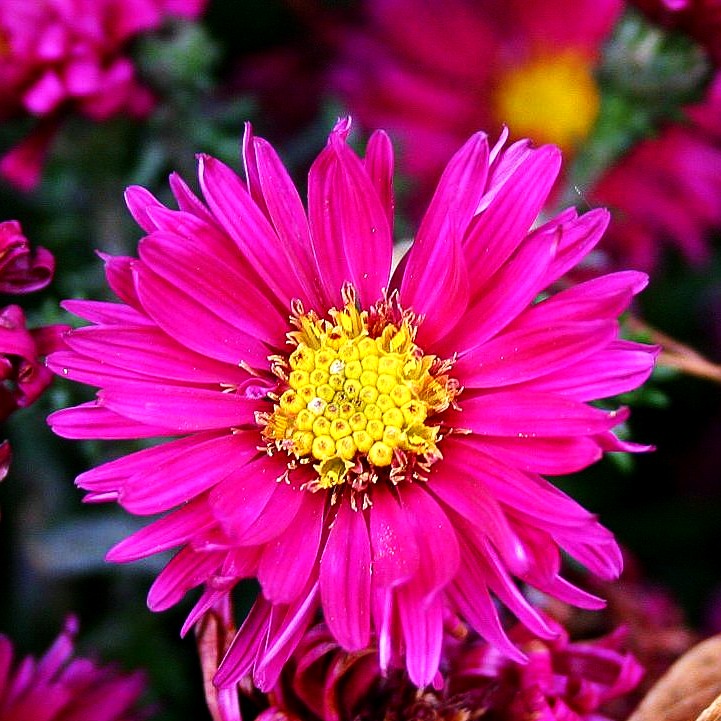 Glattblatt-Aster 'Royal Ruby' (Aster novi-belgii)