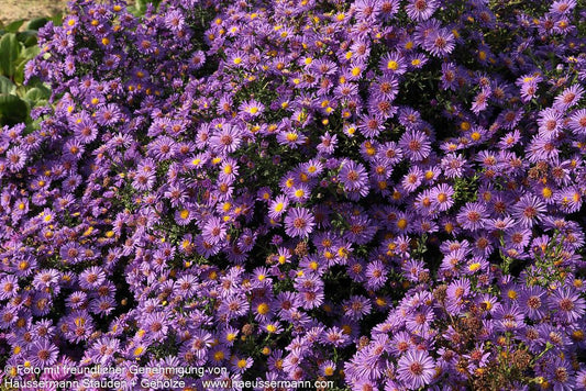 Glattblatt-Aster 'Schöne von Dietlikon' (Aster novi-belgii)