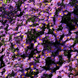 Glattblatt-Aster 'Schöne von Dietlikon' (Aster novi-belgii)