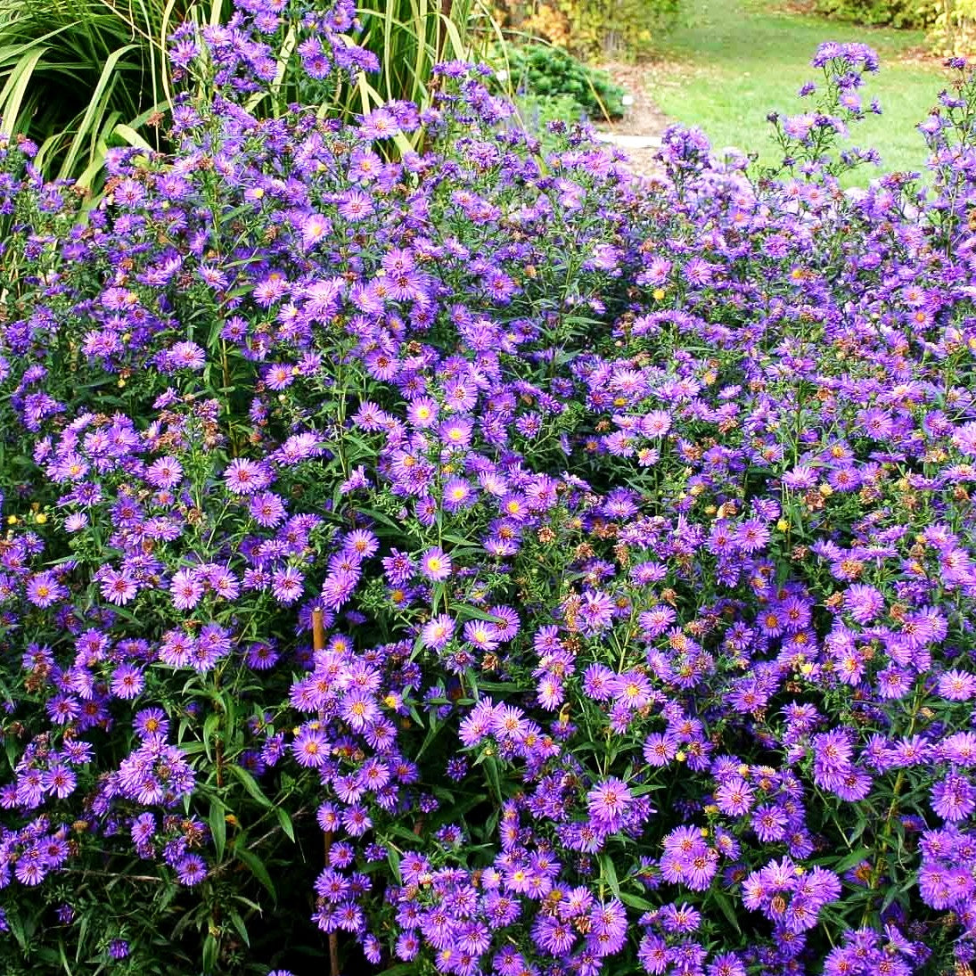 Glattblatt-Aster 'Schöne von Dietlikon' (Aster novi-belgii)