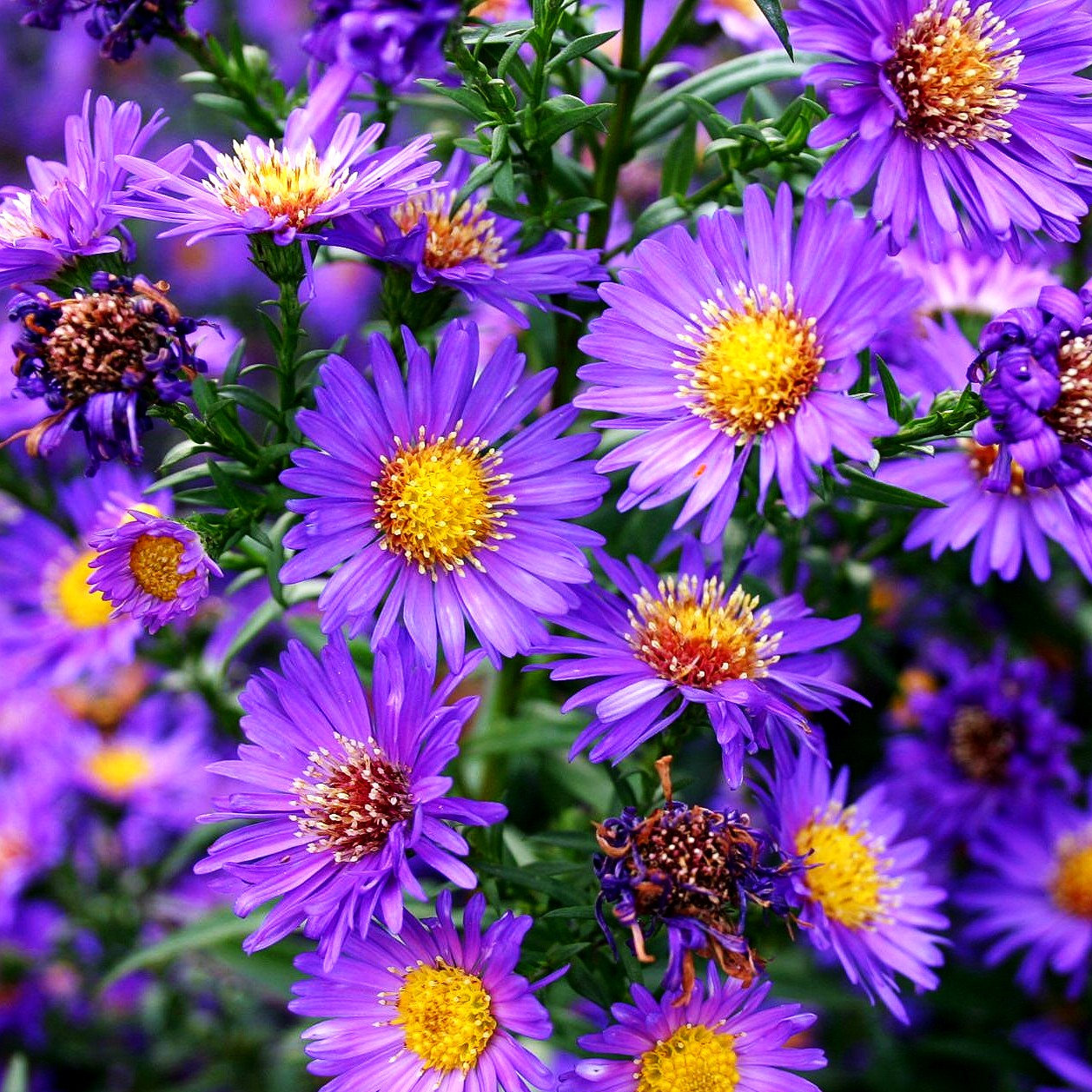 Glattblatt-Aster 'Schöne von Dietlikon' (Aster novi-belgii)