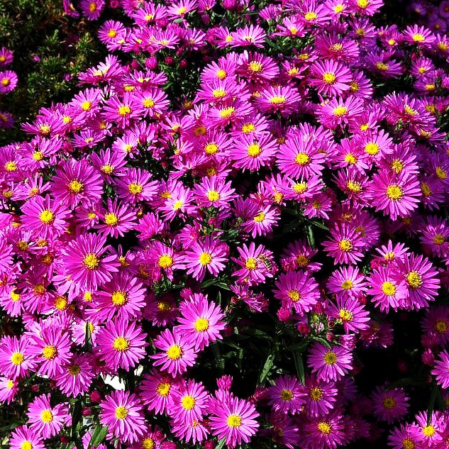 Glattblatt-Aster 'Terry's Pride' (Aster novi-belgii)