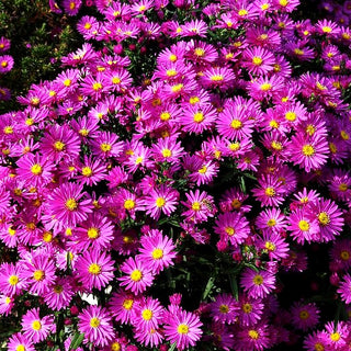 Glattblatt-Aster 'Terry's Pride' (Aster novi-belgii)