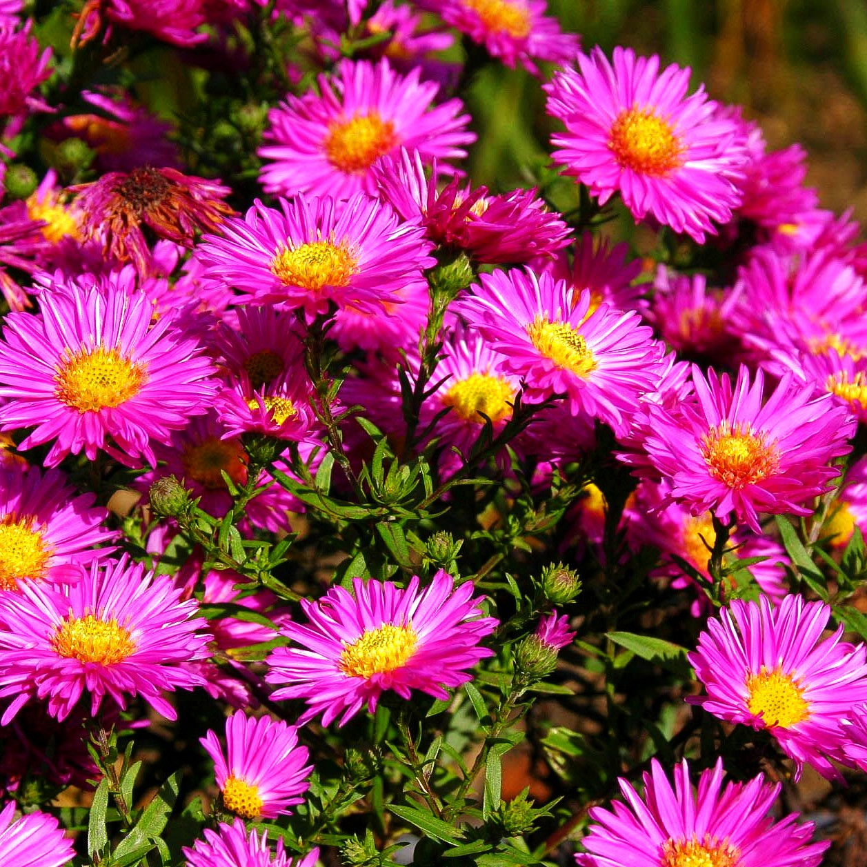 Glattblatt-Aster 'Terry's Pride' (Aster novi-belgii)