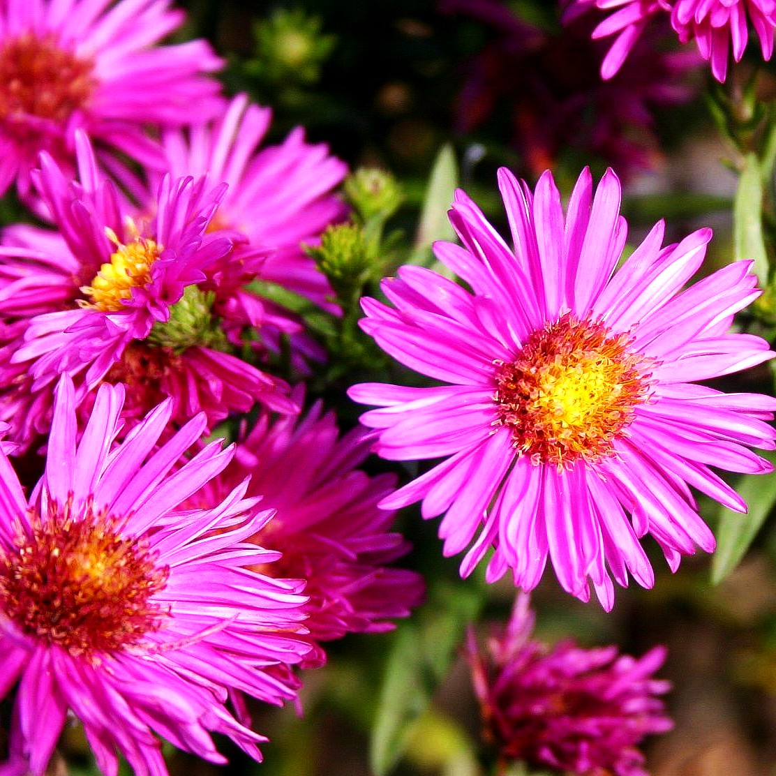 Glattblatt-Aster 'Terry's Pride' (Aster novi-belgii)