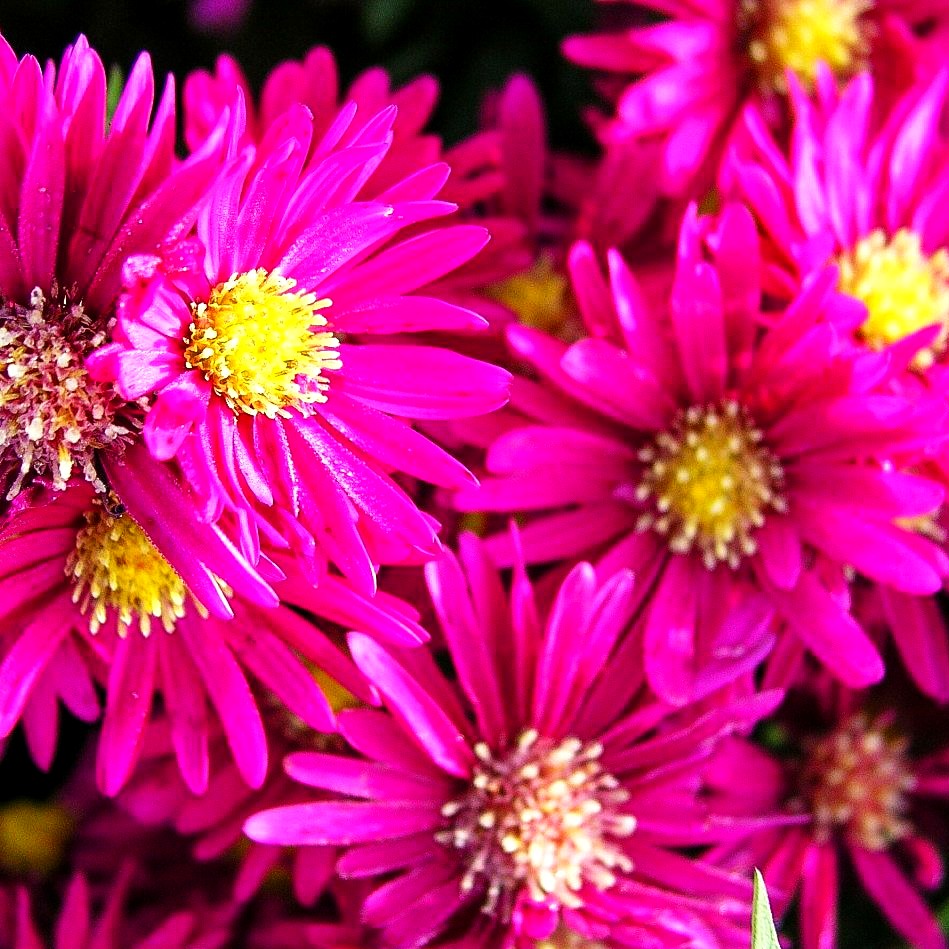 Glattblatt-Aster 'Winston Churchill' (Aster novi-belgii)