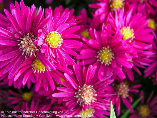 Glattblatt-Aster 'Winston Churchill' (Aster novi-belgii)