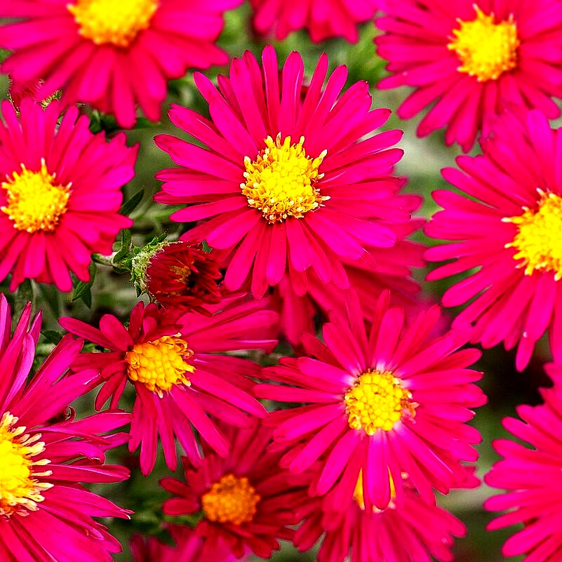 Glattblatt-Aster 'Winston Churchill' (Aster novi-belgii)