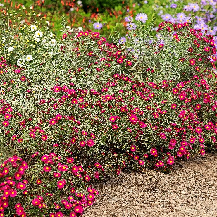 Glattblatt-Aster 'Winston Churchill' (Aster novi-belgii)