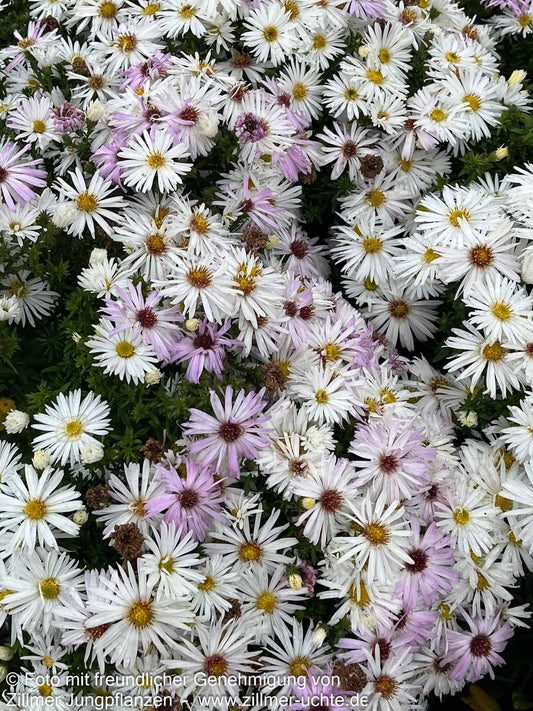 Glattblatt-Aster 'Zauberspiel' (Aster novi-belgii)