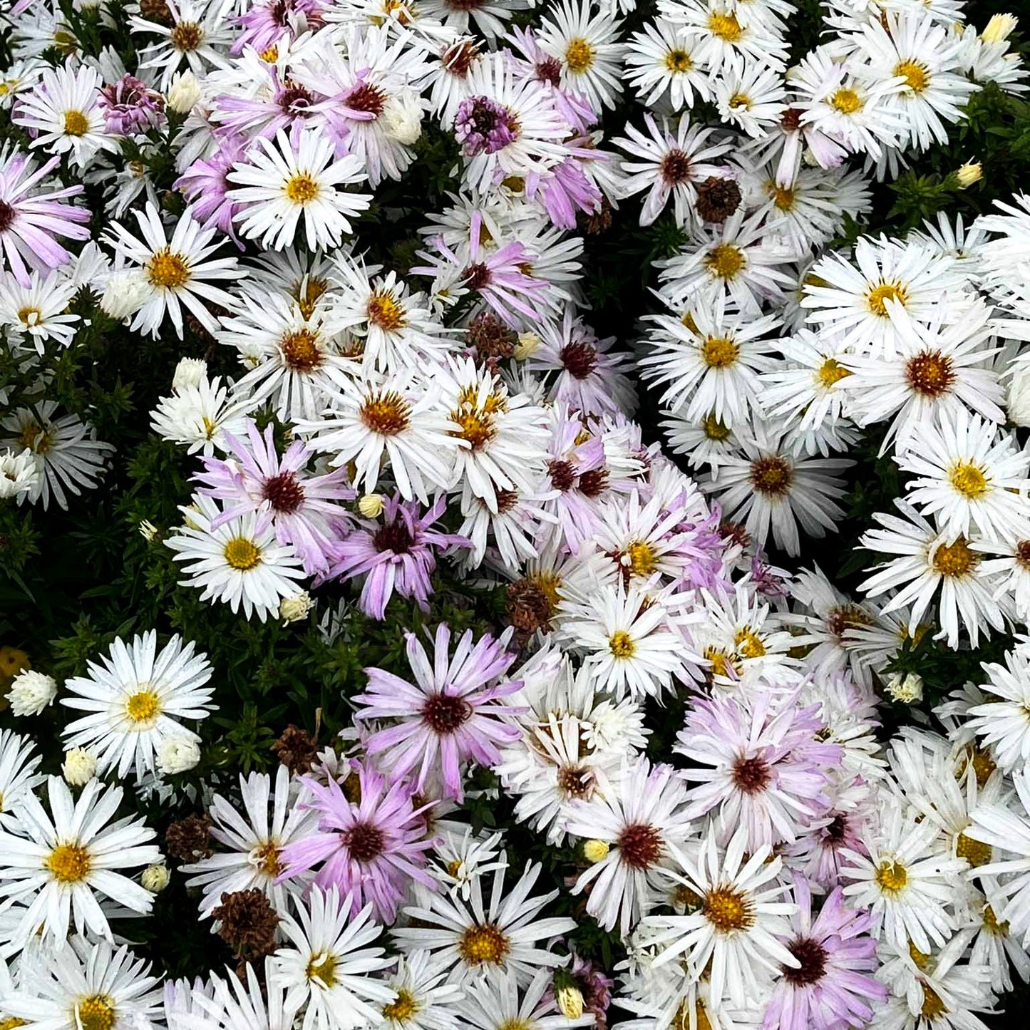 Glattblatt-Aster 'Zauberspiel' (Aster novi-belgii)