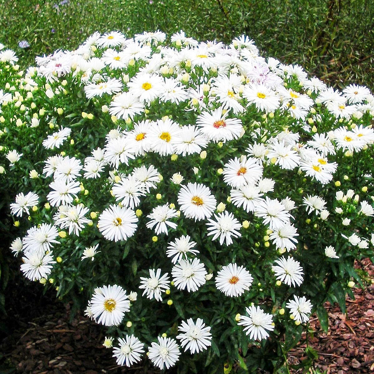 Glattblatt-Aster 'Zauberspiel' (Aster novi-belgii)