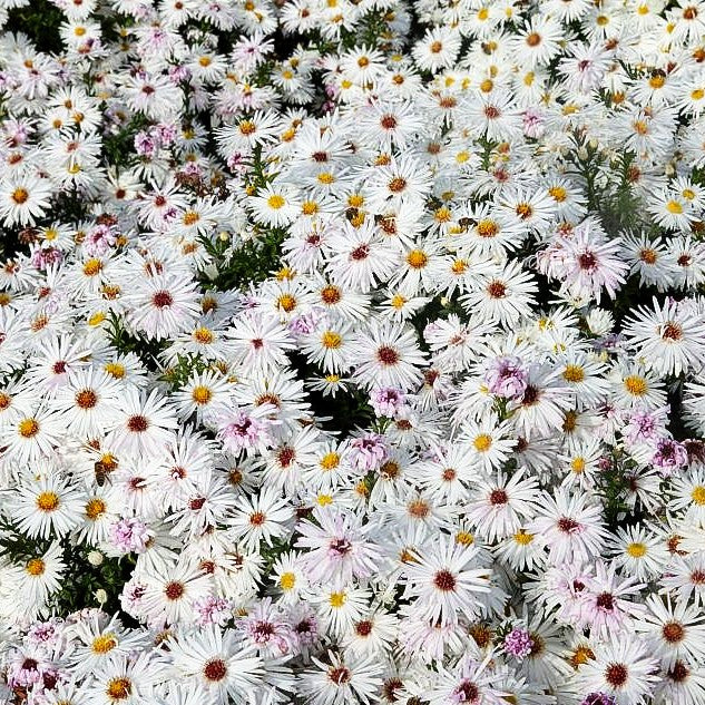 Glattblatt-Aster 'Zauberspiel' (Aster novi-belgii)