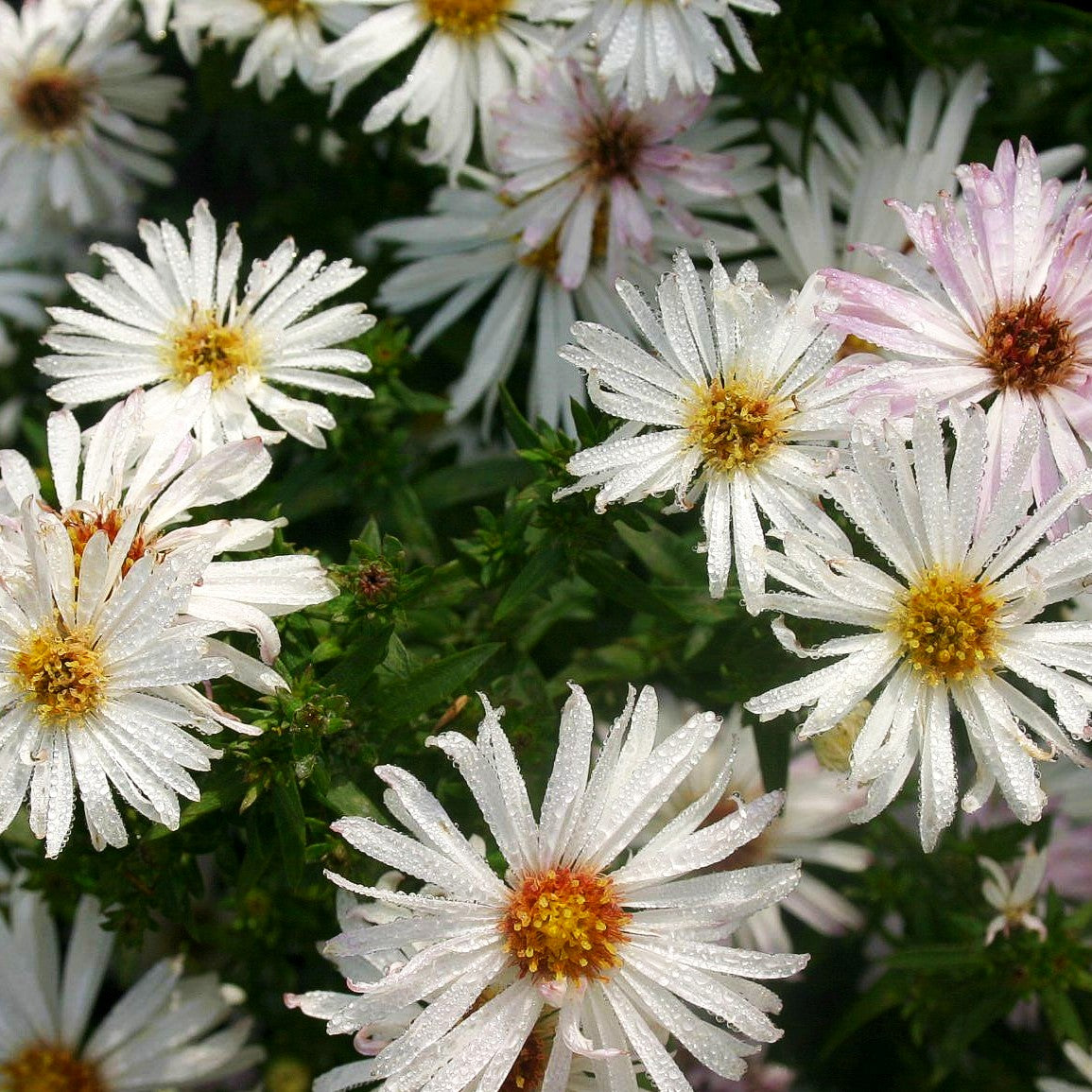 Glattblatt-Aster 'Zauberspiel' (Aster novi-belgii)