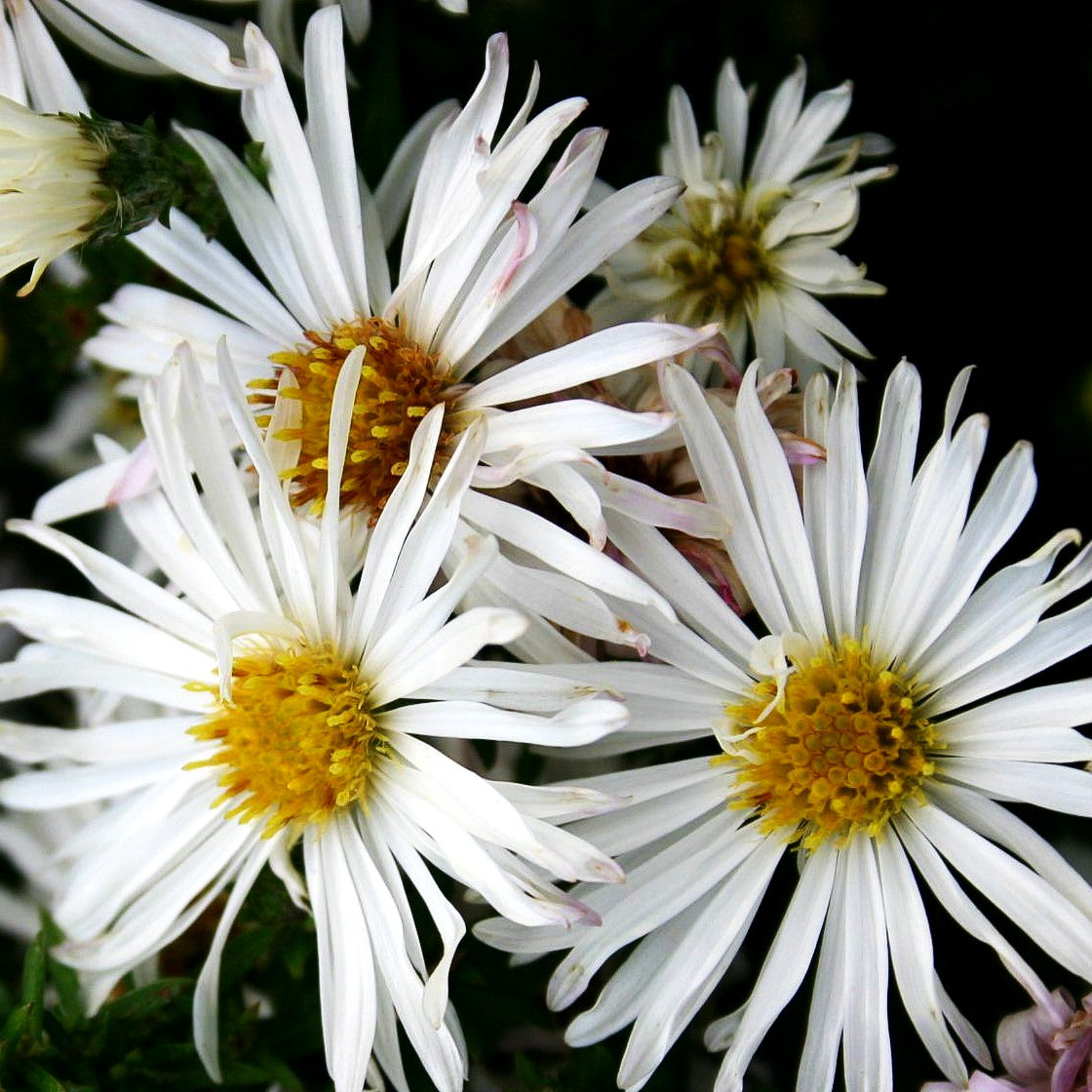Glattblatt-Aster 'Zauberspiel' (Aster novi-belgii)