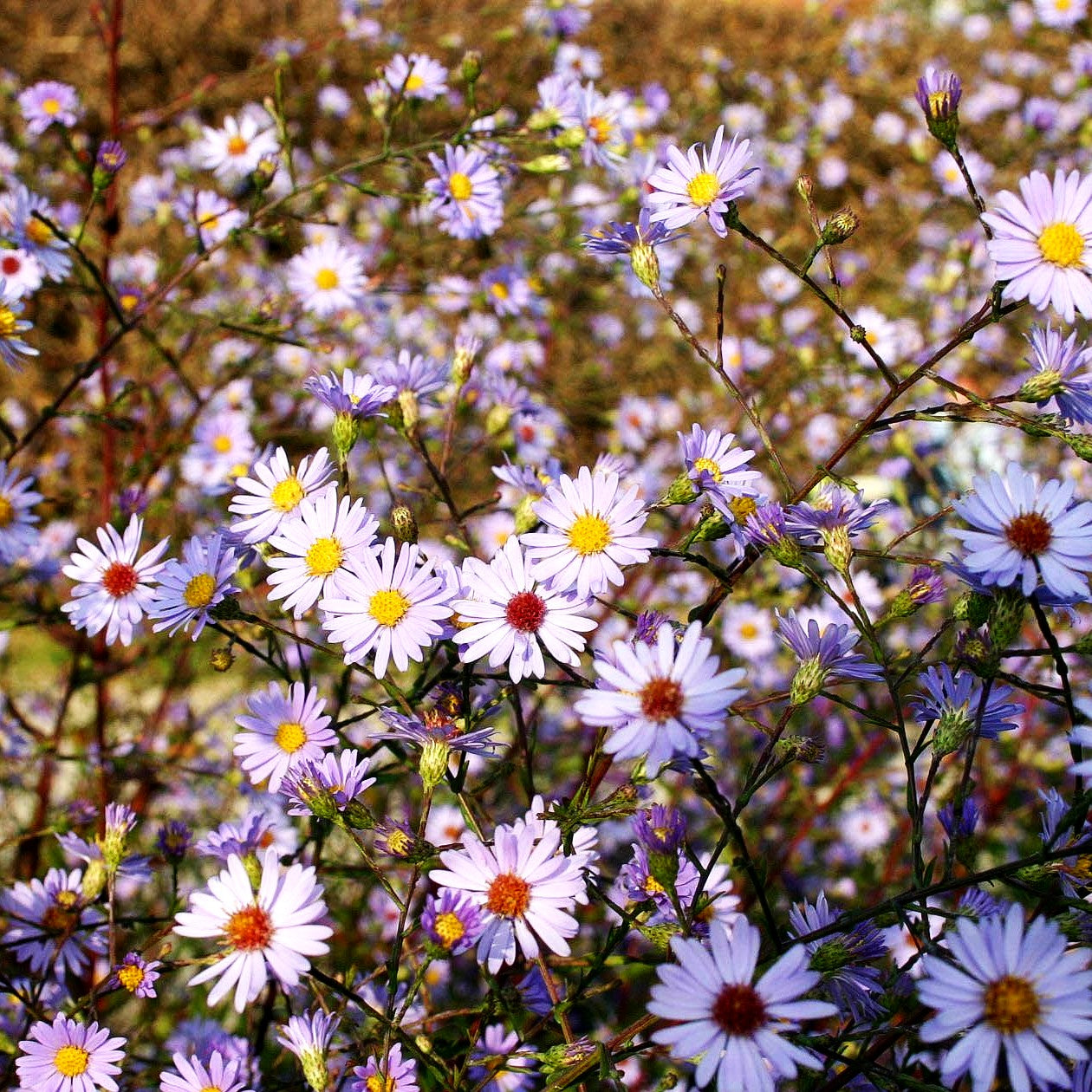 Glatte Aster (Aster laevis)