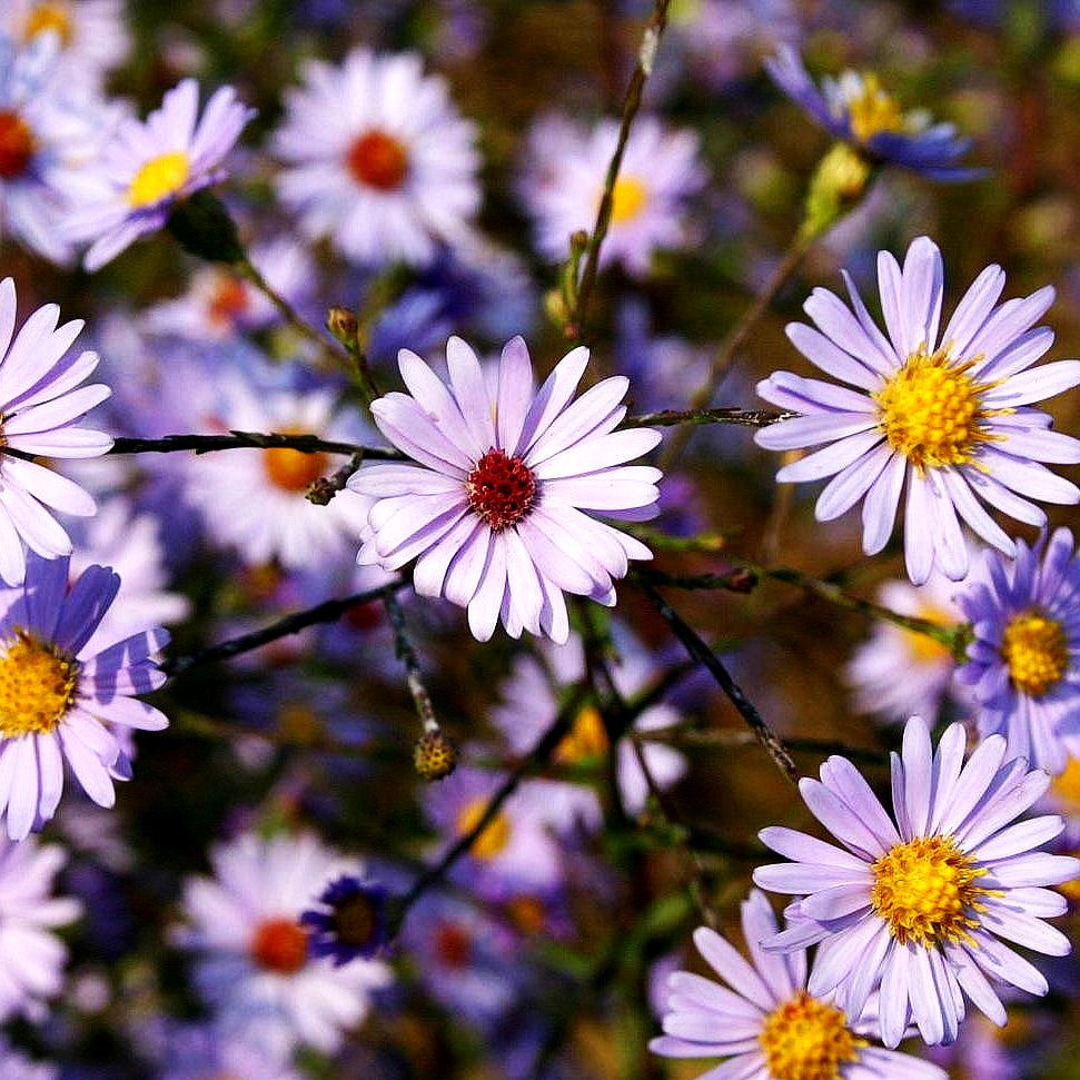 Glatte Aster (Aster laevis)