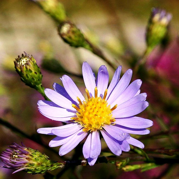 Glatte Aster (Aster laevis)