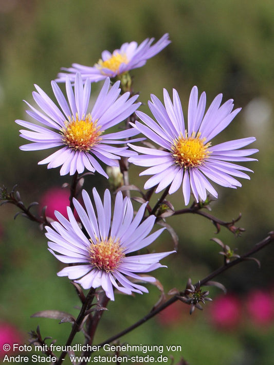 Glatte Aster 'Calliope' (Aster laevis)
