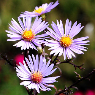 Glatte Aster 'Calliope' (Aster laevis)