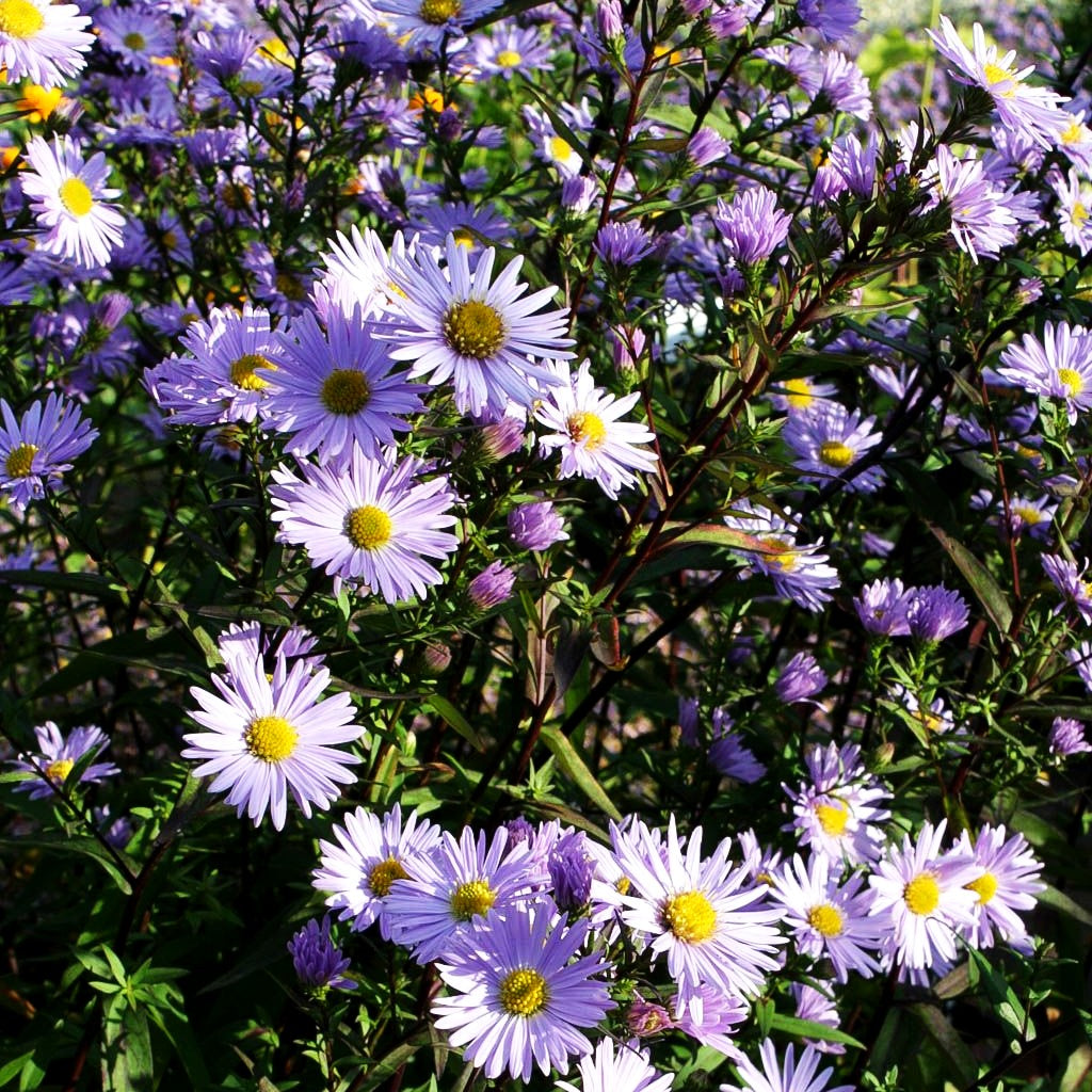 Glatte Aster 'Calliope' (Aster laevis)