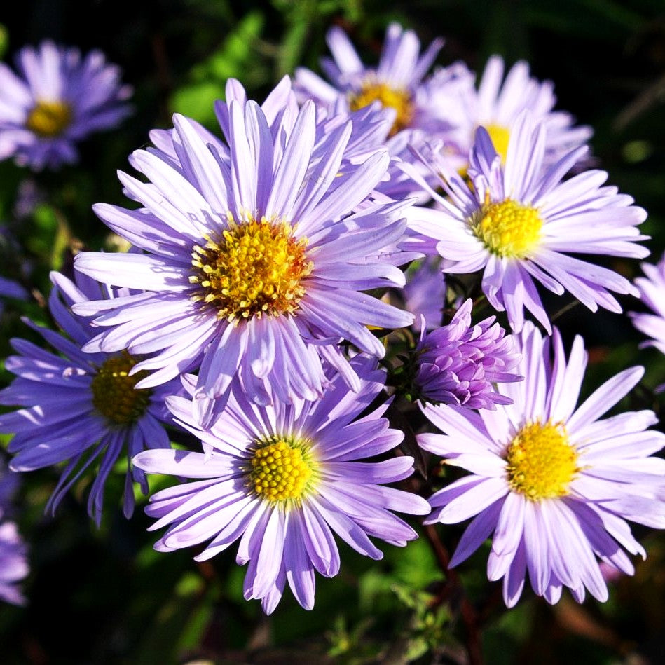 Glatte Aster 'Calliope' (Aster laevis)