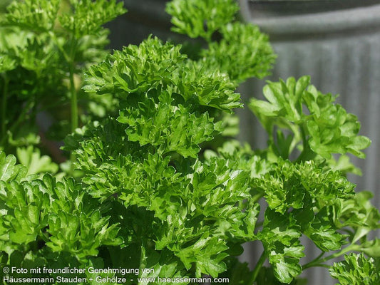 Glatte Petersilie 'Einfache Schnitt' (Petroselinum crispum)