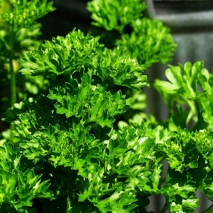 Glatte Petersilie 'Einfache Schnitt' (Petroselinum crispum)