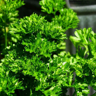 Glatte Petersilie 'Einfache Schnitt' (Petroselinum crispum)