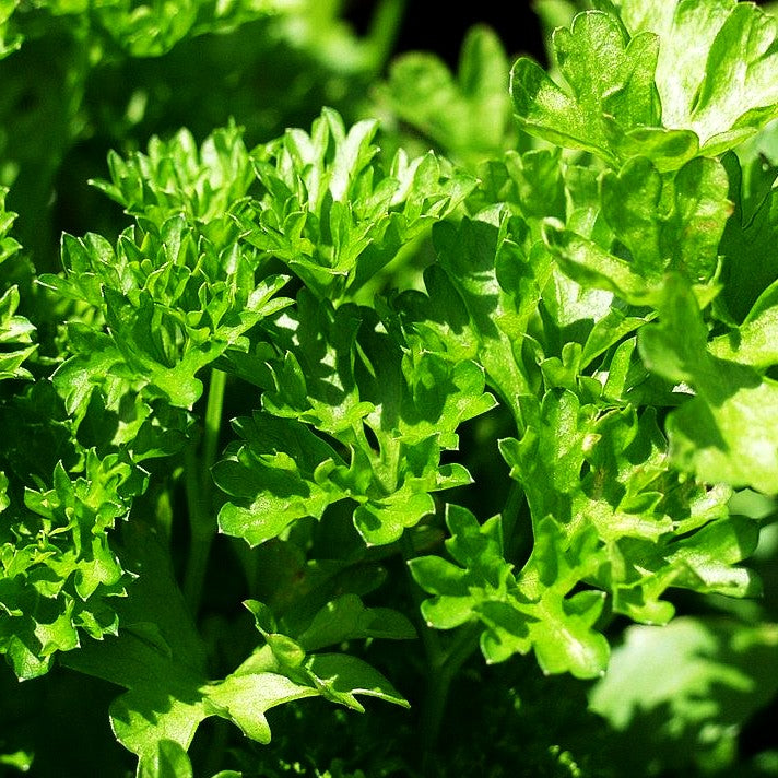 Glatte Petersilie 'Einfache Schnitt' (Petroselinum crispum)