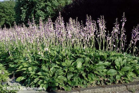 Glocken-Funkie (Hosta ventricosa)