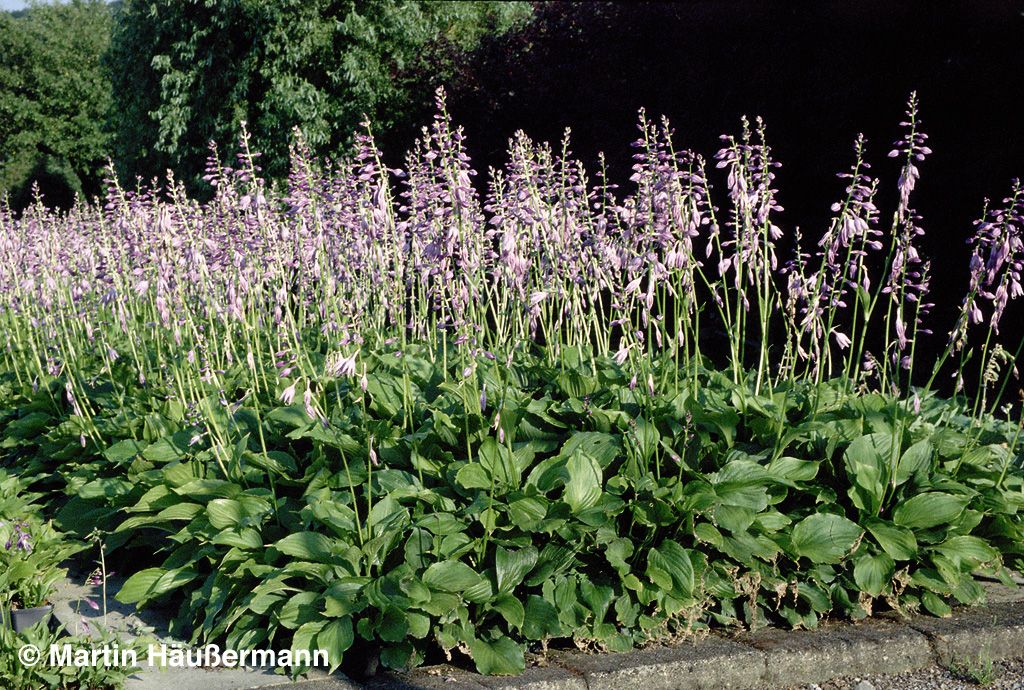 Glocken-Funkie (Hosta ventricosa)