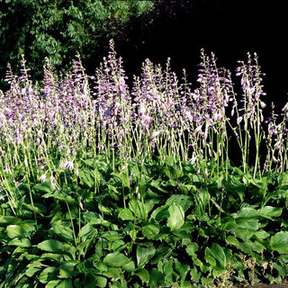 Glocken-Funkie (Hosta ventricosa)