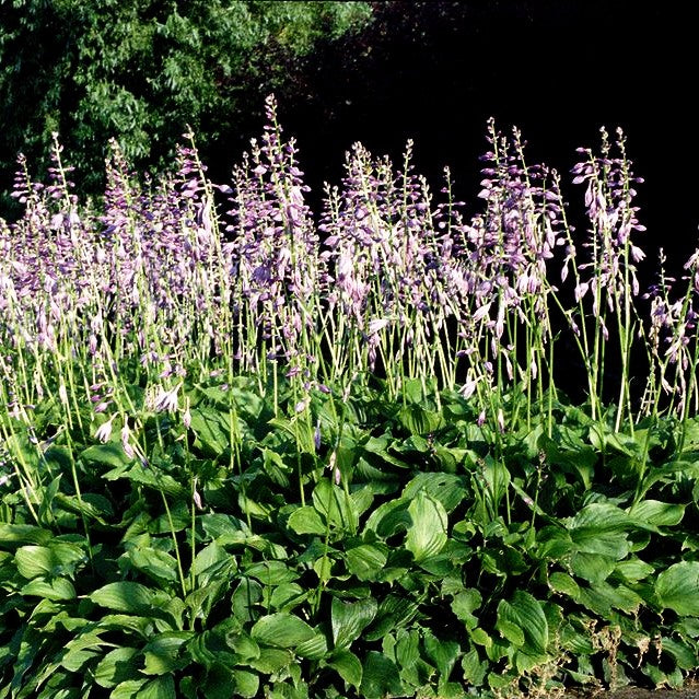 Glocken-Funkie (Hosta ventricosa)