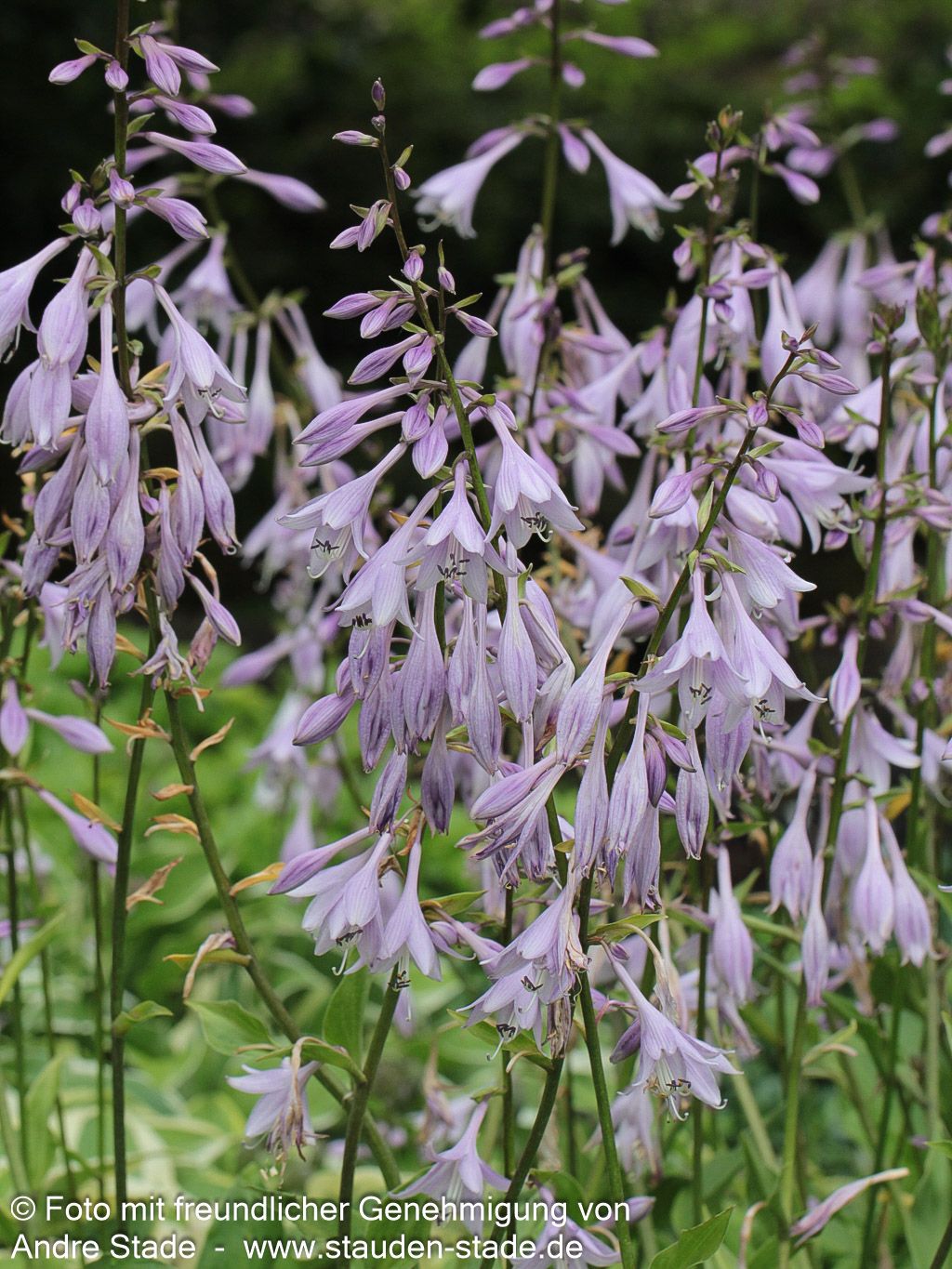 Glocken-Funkie (Hosta ventricosa)