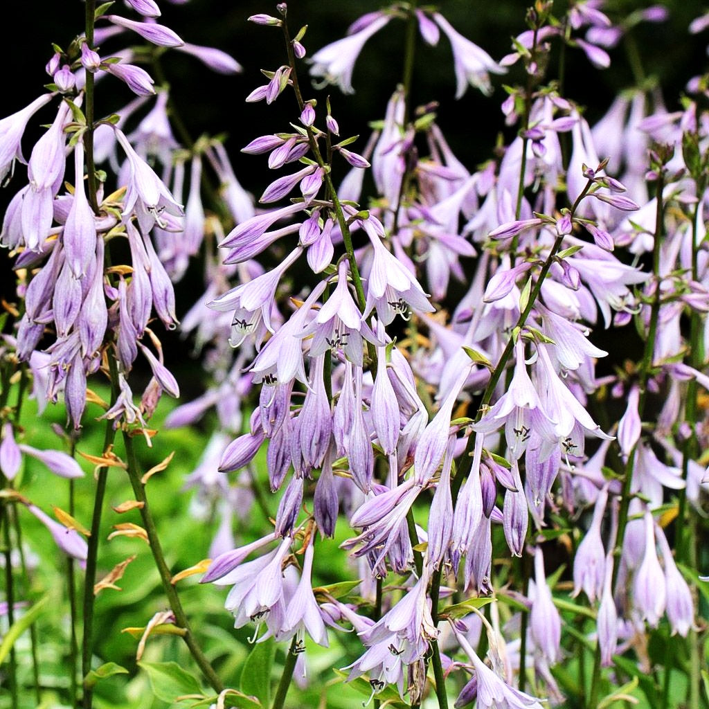 Glocken-Funkie (Hosta ventricosa)