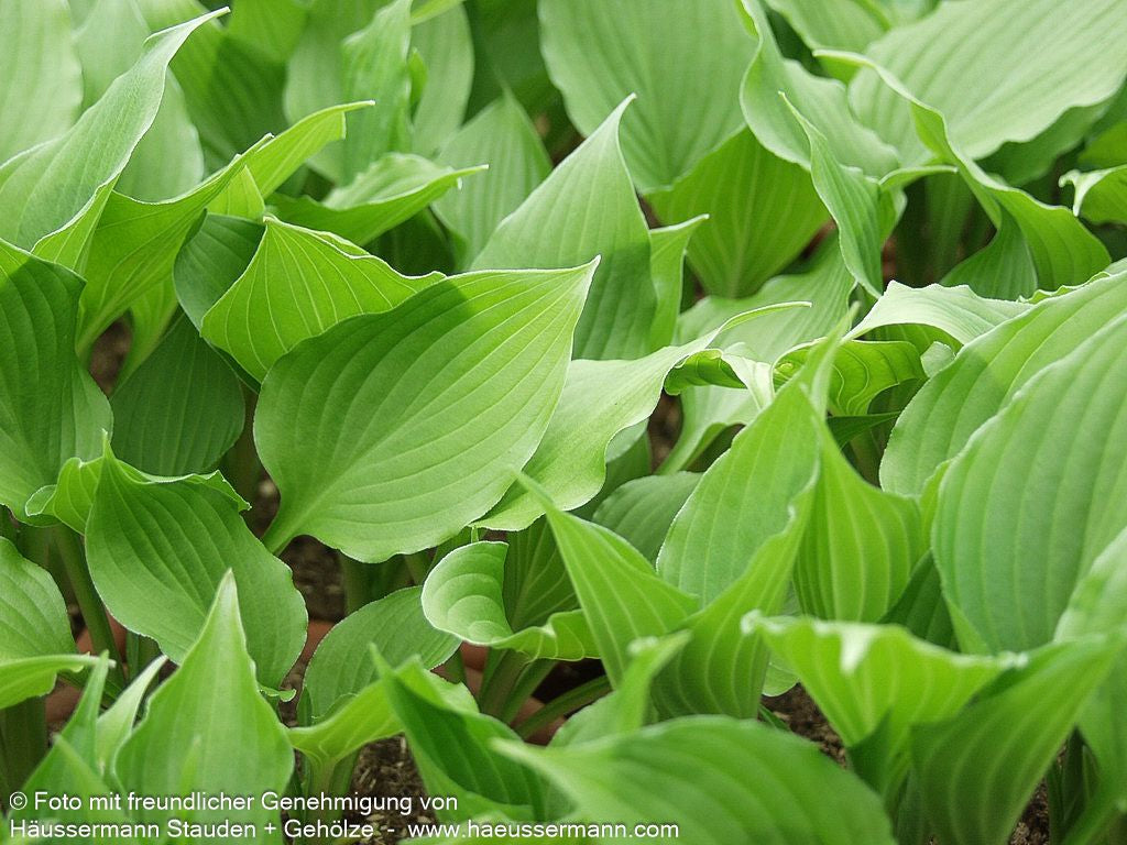 Glocken-Funkie (Hosta ventricosa)