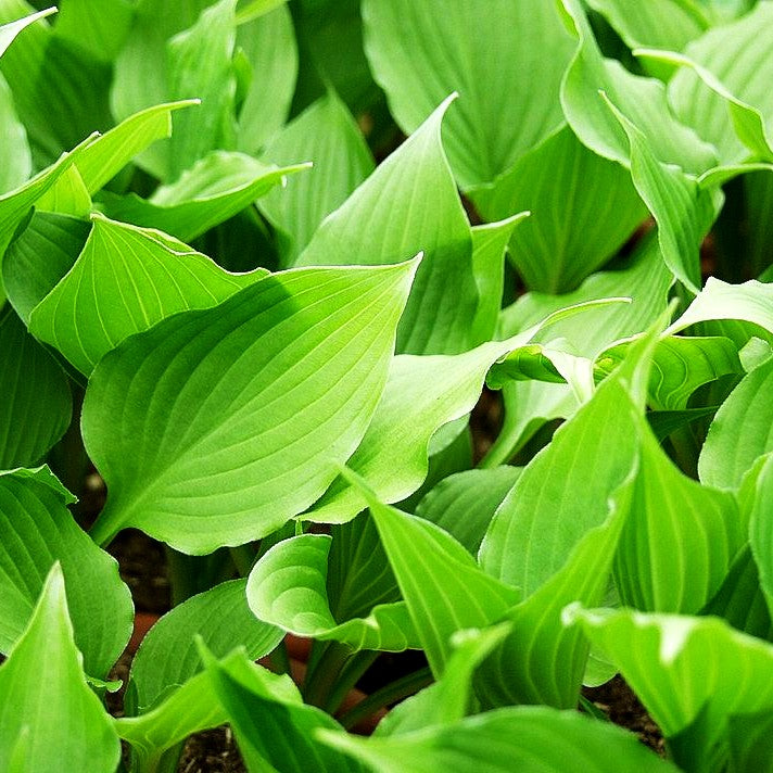 Glocken-Funkie (Hosta ventricosa)