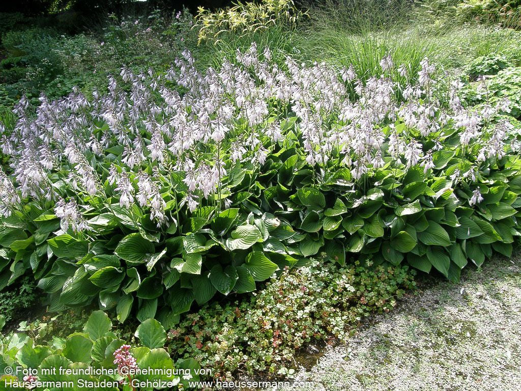 Glocken-Funkie (Hosta ventricosa)