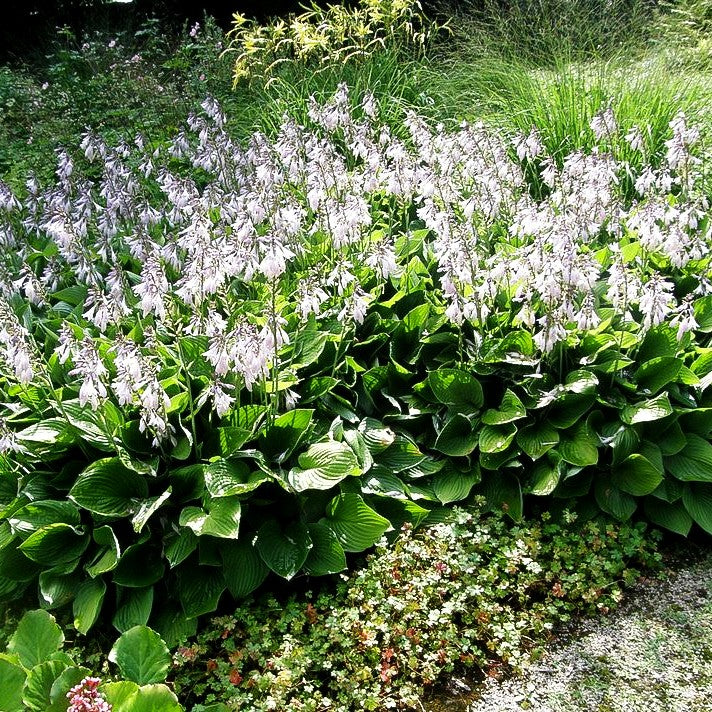 Glocken-Funkie (Hosta ventricosa)