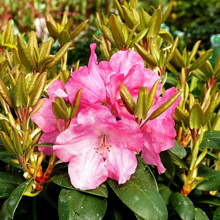 Glocken-Rhododendron 'Andrea' (Rhododendron williams. II)