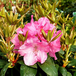 Glocken-Rhododendron 'Andrea' (Rhododendron williams. II)
