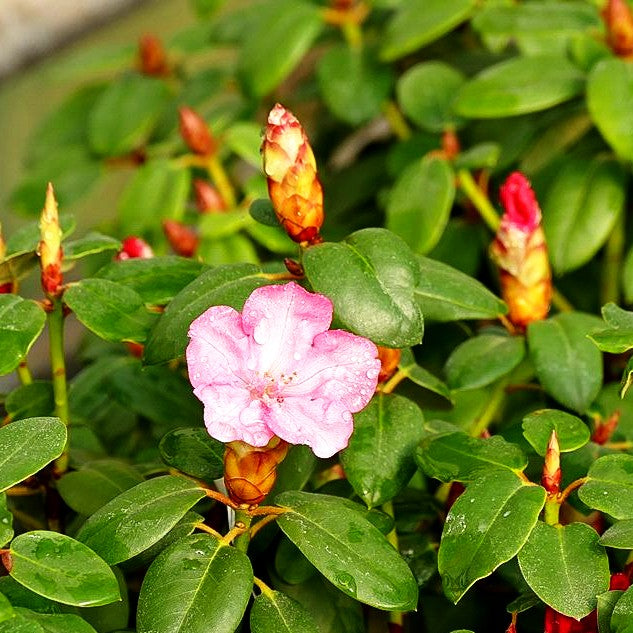 Glocken-Rhododendron 'Andrea' (Rhododendron williams. II)