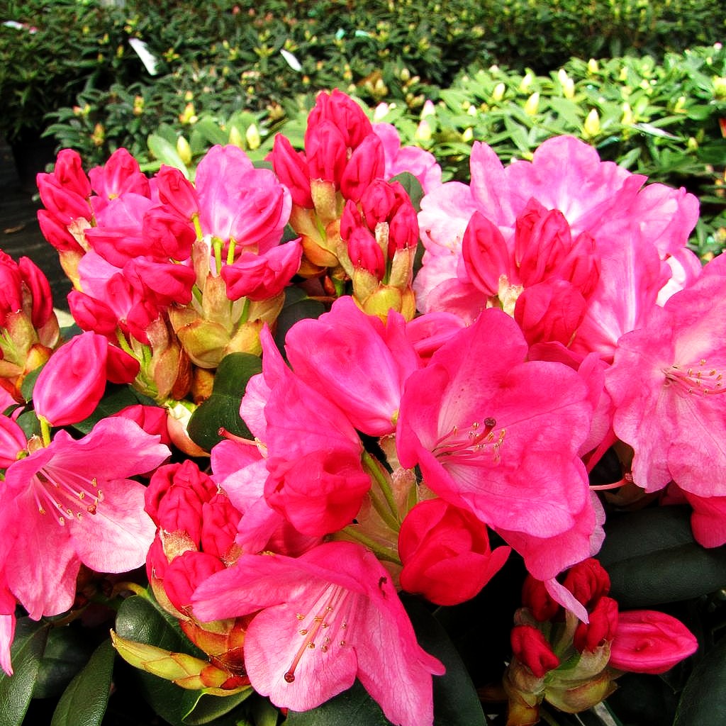 Glocken-Rhododendron 'Andrea' (Rhododendron williams. II)