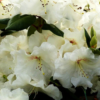 Glocken-Rhododendron 'Gartendir. Rieger' (Rhododendron williams. I)