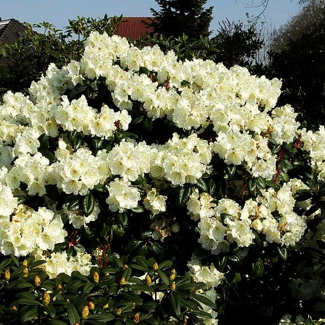 Glocken-Rhododendron 'Rothenburg' (Rhododendron williams. I)