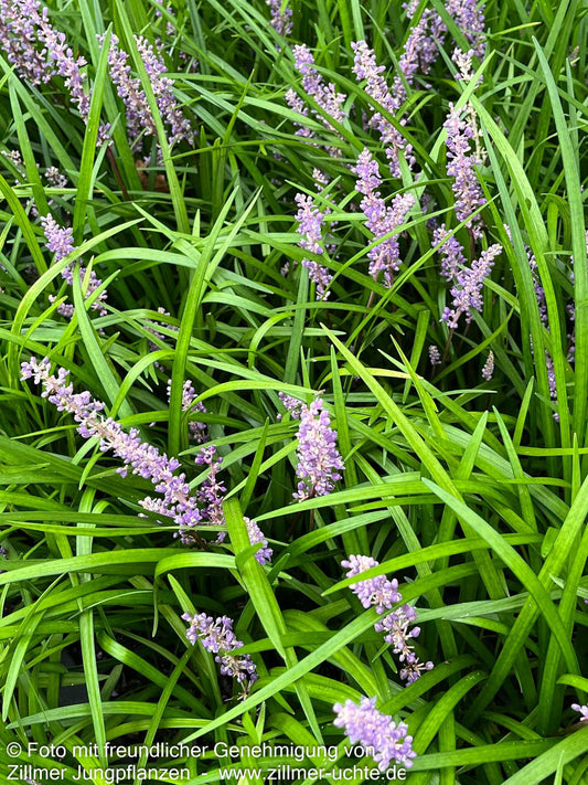 Glöckchentraube 'Big Blue' (Liriope muscari)