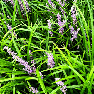 Glöckchentraube 'Big Blue' (Liriope muscari)