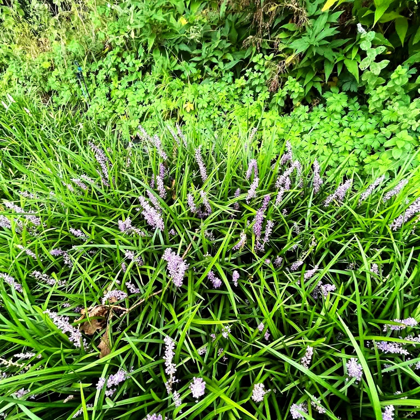 Glöckchentraube 'Big Blue' (Liriope muscari)