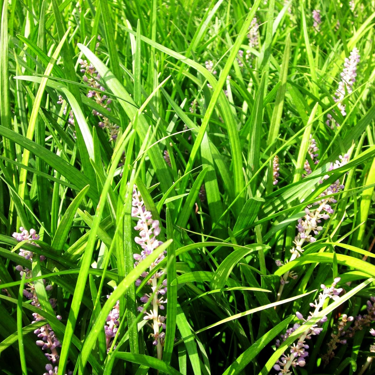 Glöckchentraube 'Big Blue' (Liriope muscari)